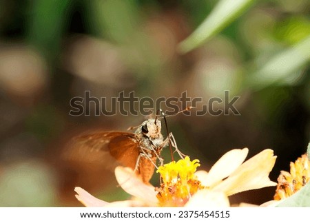 German butterfly, shining golden in the autumn sunlight, sucks nectar from an orange flower (Outdoor field, closeup macro photography)