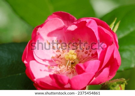 Cup-shaped single bloom vivd pink rose flowerhead (Sunny closeup macro photograph) Royalty-Free Stock Photo #2375454861