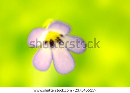 Single pale purple violet Common butterwort (Mushitorisumire, Pinguicula vulgari) flower against a background of bright yellow-green leaves (Image retouched nature close up macro photograph)