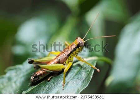 Japanese Short-horned grasshopper larva in the woodlan leaf (Wildlife closeup macro photograph) 