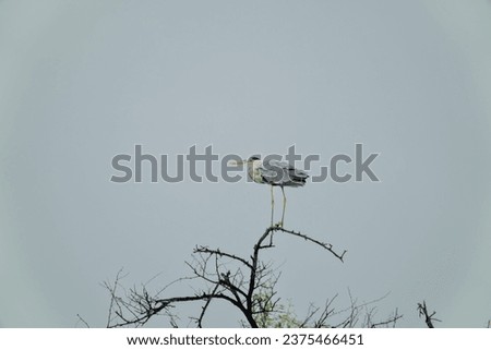 A gray heron(Ardea cinerea) stood atop a tree. Bharatpur Bird Sanctuary in Keoladeo Ghana National Park, India.