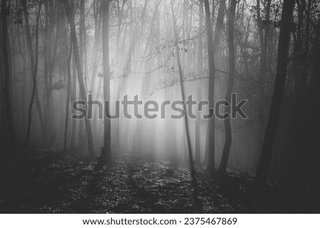 Horror background of an enchanted forest on a moody, foggy night. Halloween concept