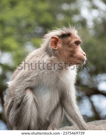  A picture of Rhesus Monkey (Rhesus Macaque) with a missing hand