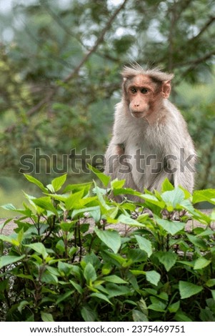  A picture of Rhesus Monkey (Rhesus Macaque) with a missing hand