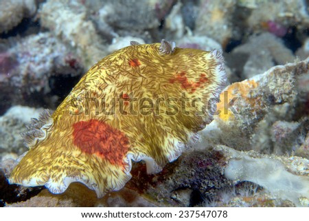 Macro on Platydoris Cruenta nudibranch in indonesia