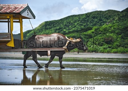Water buffalo pulling a cart on the shallow water in Okinawa