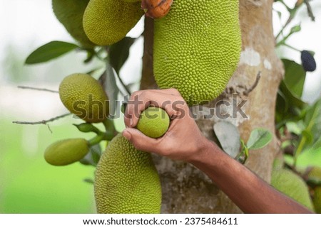 A human holds the jackfruit with hand and a blurred background