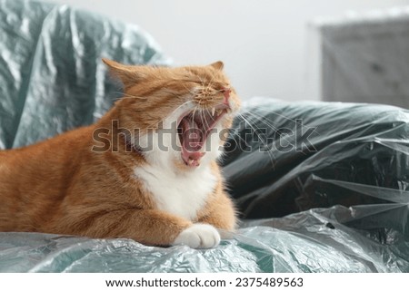Cute ginger cat yawning in armchair covered with plastic film indoors, closeup