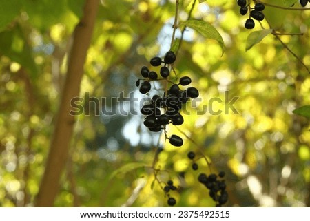 black chokeberry fruits on a clear autumn day Royalty-Free Stock Photo #2375492515