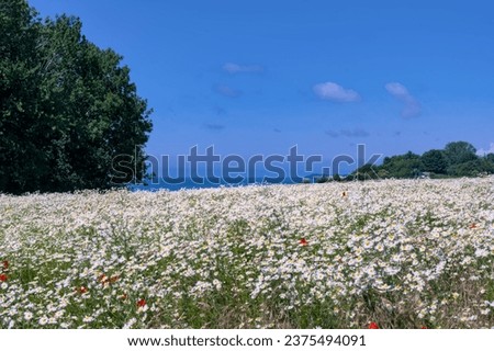 white field of chamomile flowers with red poppies in front of the ocean andand blue sky 