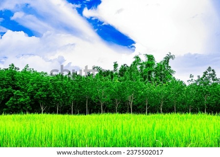 Pictures of beautiful green trees, fields, rice fields, suitable for traveling with the family. And this picture can be combined with many things very well.