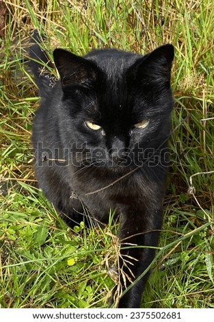 Black cat stalking through the grasses intently staring ahead.