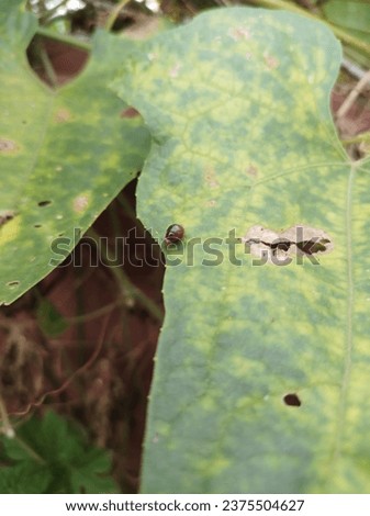 Tiny insect crawling, green leaves, micro picture, closeup picture 