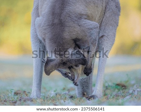 A very caring mother kangaroo being very attentive to her joey - in a protective reserve in Australia.