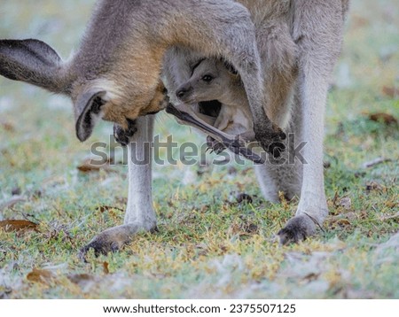 Mother kangaroo trying to restrain her very young joey as it fights to escape her pouch.