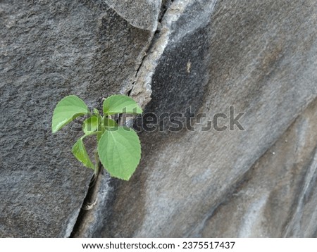Plants can indeed grow in cracks in walls or other surfaces, a phenomenon often referred to as "spontaneous vegetation" or "volunteer plants." This can occur when seeds are carried by the wind, birds,