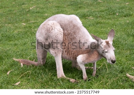 Females are smaller than males and are blue-grey with a brown tinge, pale grey below. The red kangaroos are the largest kangaroo.