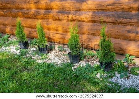 Preparation and planting of arborvitae in garden, landscaping of backyard, tinted image, selective focus, plant hedge,