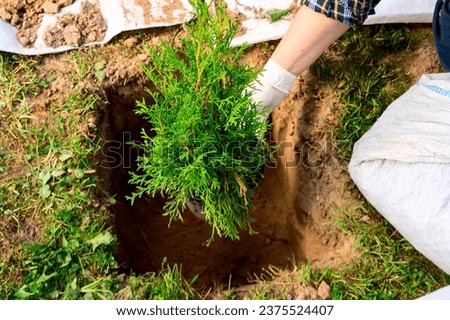 Preparation and planting of arborvitae in garden, landscaping of backyard, tinted image, selective focus, plant hedge, Royalty-Free Stock Photo #2375524407