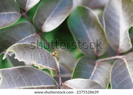 Background of water guava leaves.
