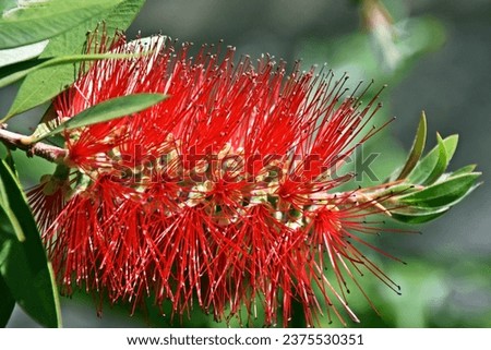 Close up of a red bottle brush blossom Royalty-Free Stock Photo #2375530351