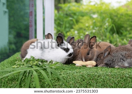 Group of adorable rabbit furry bunny hungry eating organic fresh baby corn sitting together green grass over bokeh nature background. Family baby rabbit brown bunny eating baby corn. Easter animal pet
