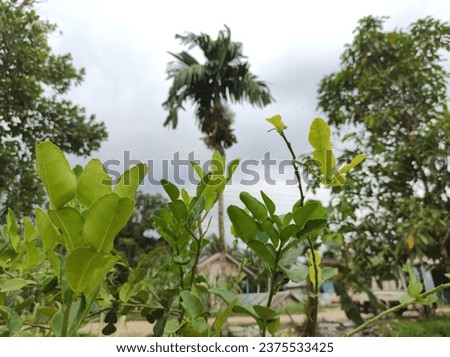 Kaffir lime leaves can be processed into fragrances and flavor enhancers in food