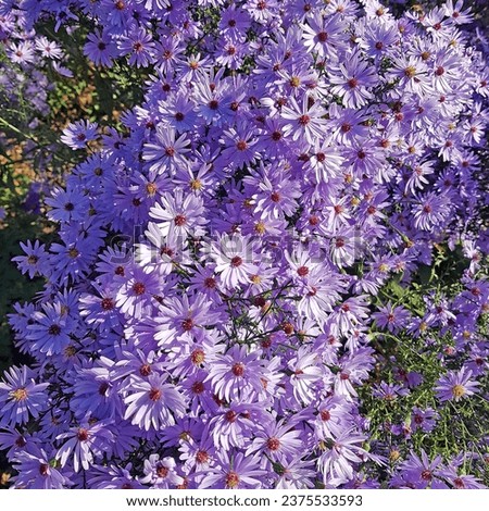 A patch of blooming European Michaelmas daisy, Aster amellus. It is popular as an ornamental plant for parks and gardens in the temperate climate zone Royalty-Free Stock Photo #2375533593
