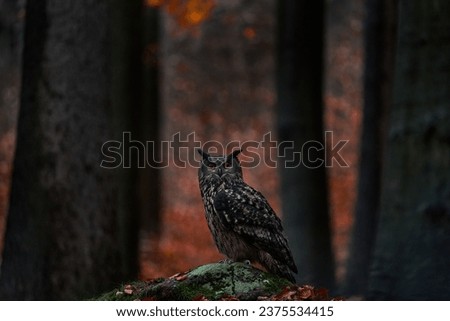 Forest nature. Owl - wildlife in autumn. Eurasian Eagle Owl, Bubo Bubo, sitting on the tree stump block, wildlife photo in the forest with orange autumn colours, Slovakia. Bird in the forest, wildlife