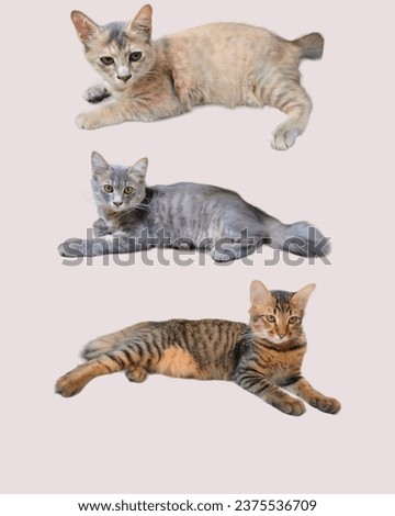 Sidoarjo. October 2023. Various styles of kittens sitting in relaxed positions on a pink background. domestic cat. mixed breed and local cats. purebred cat