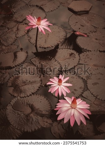 Lotus flower are considered sacred in some culture and can live in mud or in dirty water