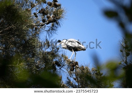 Grey Heron (Ardea cinerea cinerea) perched on a pine tree. Photo of a gray heron taken secretly through the branches. Water bird idea concept. Animal in the wild. Horizontal photo. No people, nobody.