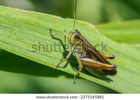 Agricultural pest Grasshopper or locust sitting on the grass close up Royalty-Free Stock Photo #2375545881