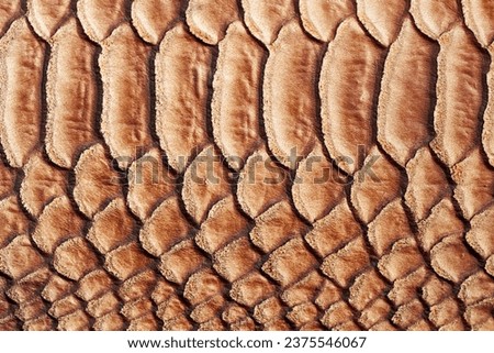 Texture, print of genuine leather close-up, embossed under the skin a reptile, alligator, reptile of brown color