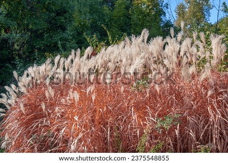 Miscanthus sinensis sways in the wind. Beautiful tall grass in the sun sways in the wind Royalty-Free Stock Photo #2375548855