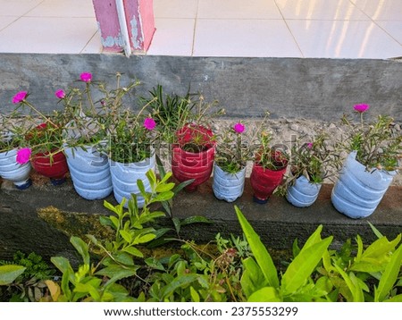 Rose moss ornamental plants are planted in pots and placed in a row