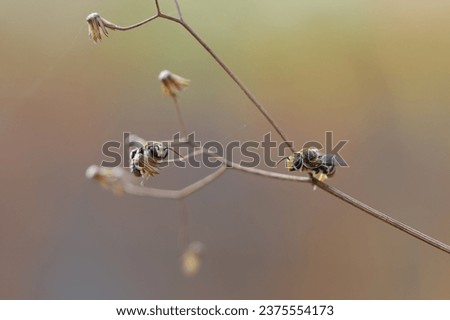 Detailed closeup of the Mediterranean Common epaulette-nomia solitary bee , Pseudapis diversipes. Nomiapis Femoralis, little bee, Megachile Texana
