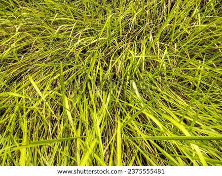 Green weed grass with spiky roots is very good for treating back pain