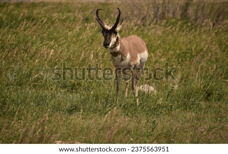 Single pronghorn antelope standing in a grass filled field.