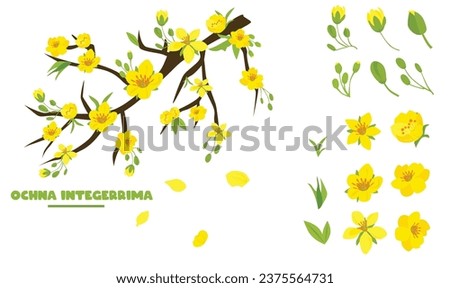 Ochna integerrima  tree branch vector. Ochna flower clip art. Vietnam traditional Tet flower vector, hoa mai. Apricot blossom. Flat vector in cartoon style isolated on white back ground