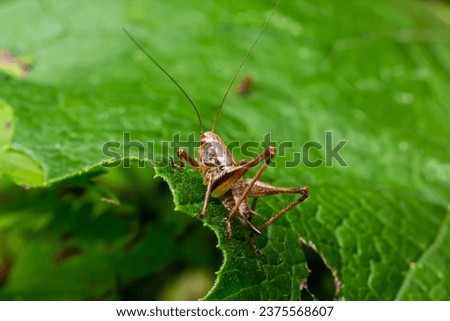 Natural closeup on a sub-adult dark bush-cricket, Pholidoptera griseoaptera sitting on a green leaf. Royalty-Free Stock Photo #2375568607