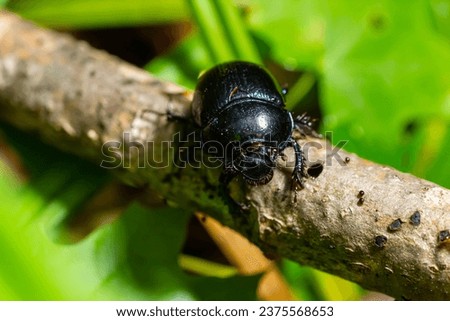 Earth boring dung beetles, Anoplotrupes stercorosus. Royalty-Free Stock Photo #2375568653