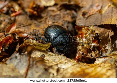 Earth boring dung beetles, Anoplotrupes stercorosus. Royalty-Free Stock Photo #2375568661