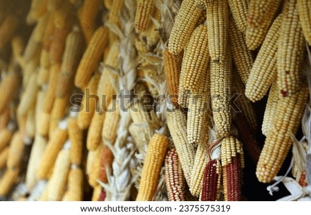 Dried corn cobs. Dried Corns hanging on rustic wall close up