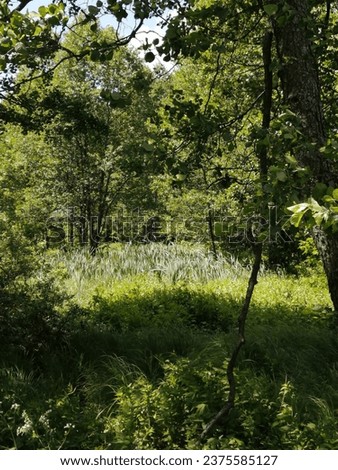 A swampy lowland in summer on a sunny day. A plot with moisture-loving herbaceous vegetation, overgrown with trees. From the plants in the photo, alder (Alnus), cattail (Typha), juicy herbs.