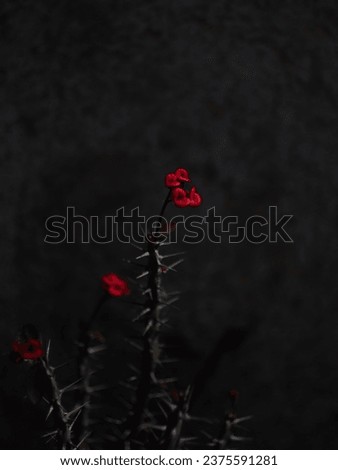 Plant red flowers artistic picture