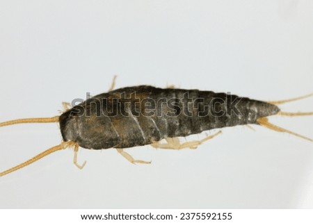 Silverfish (Lepisma saccharina), adult. Isolated on a gray background. Top view.