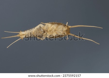 Silverfish (Lepisma saccharina), adult. Isolated on a gray background. Visible underside of the body.