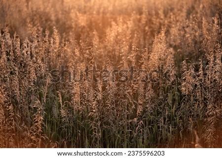 Grass and weed background with beautiful end of the day light.