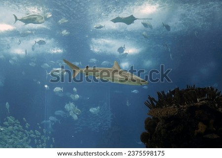 Tropical ocean shark. Aquarium photo. High ISO.